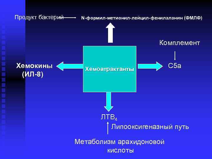 Продукт бактерий N-формил-метионил-лейцил-фенилаланин (ФМЛФ) Комплемент Хемокины (ИЛ-8) Хемоатрактанты C 5 a ЛТB 4 Липооксигеназный