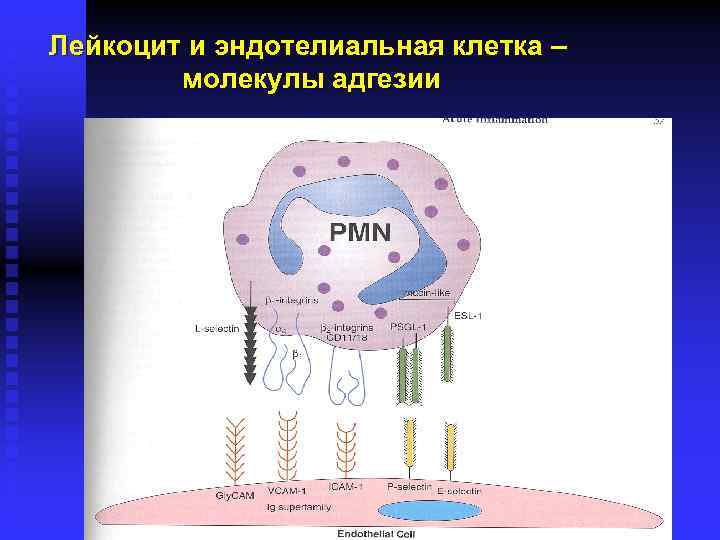 Лейкоцит и эндотелиальная клетка – молекулы адгезии 