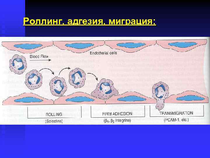 Роллинг, адгезия, миграция: 