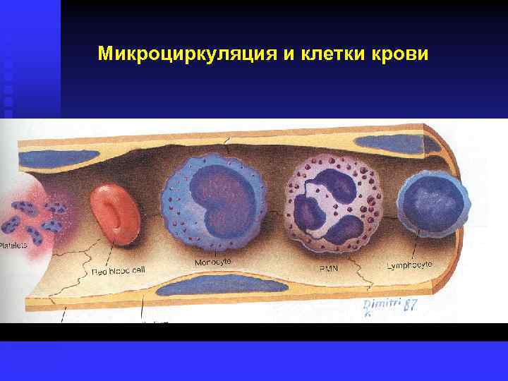Микроциркуляция и клетки крови 