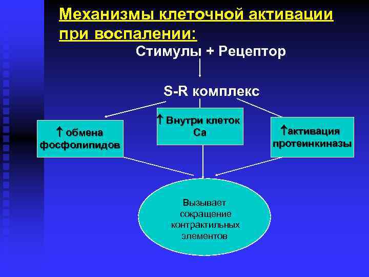 Механизмы клеточной активации при воспалении: Стимулы + Рецептор S-R комплекс обмена фосфолипидов Внутри клеток