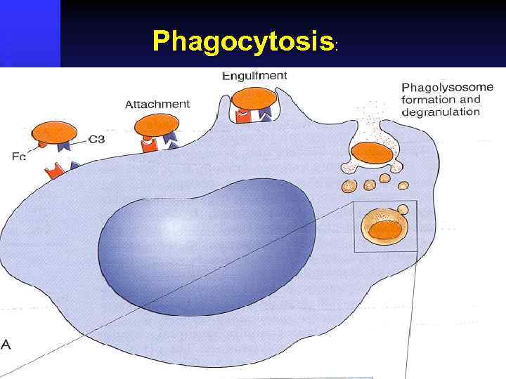Phagocytosis: 