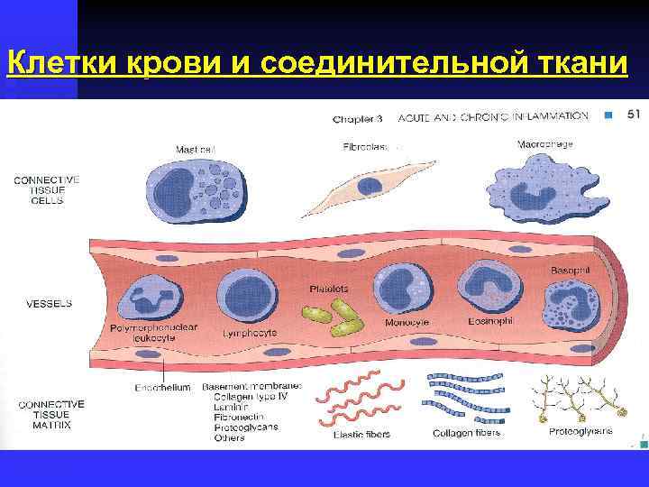 Клетки крови и соединительной ткани 
