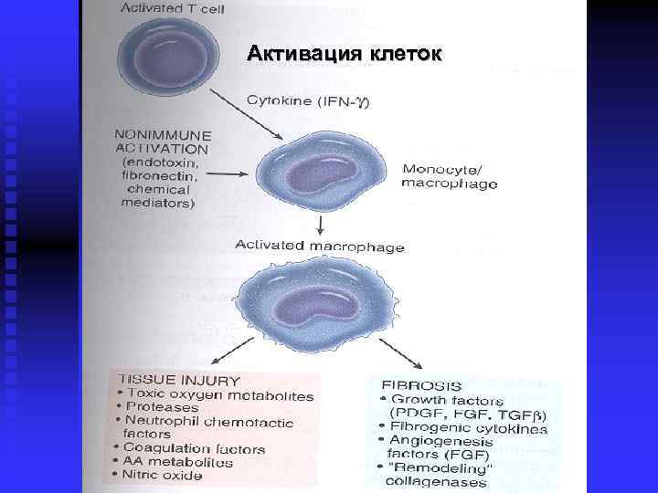 Активация клеток 