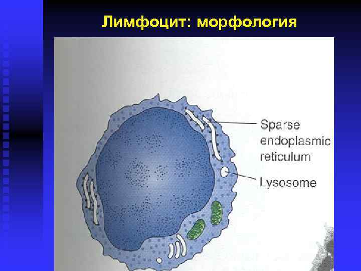 Лимфоцит: морфология 