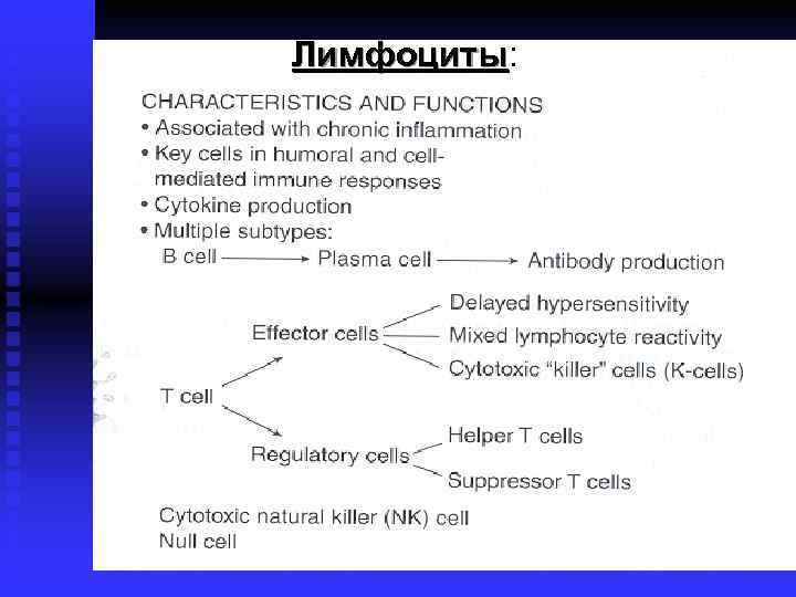 Лимфоциты: Лимфоциты 