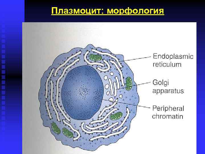 Схема строения плазмоцита