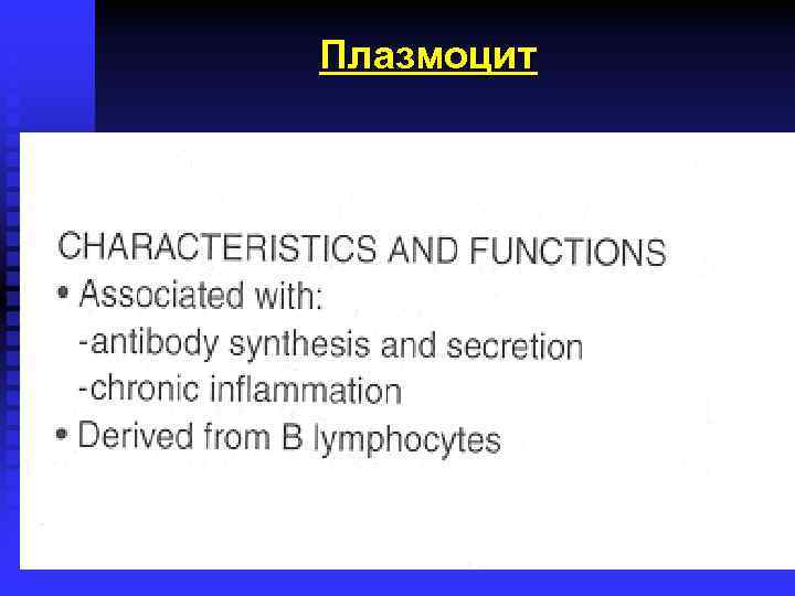 Плазмоцит 