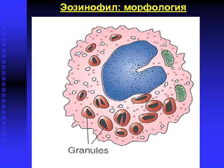 Эозинофил: морфология 