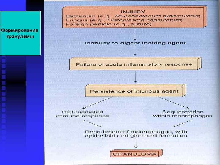 Формирование гранулемы 