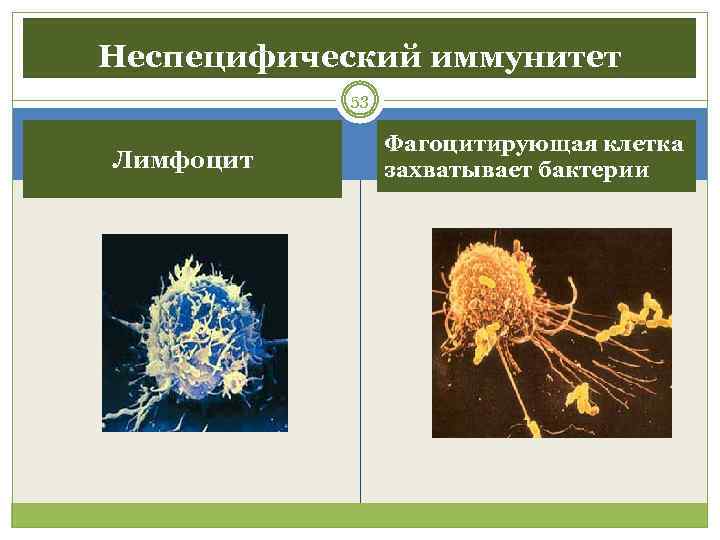 Неспецифический иммунитет   53    Фагоцитирующая клетка Лимфоцит   захватывает