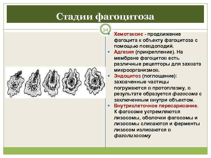 Стадии фагоцитоза   54  Хемотаксис - продвижение   Хемотаксис - 