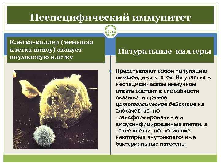  Неспецифический иммунитет      55 Клетка-киллер (меньшая клетка внизу) атакует