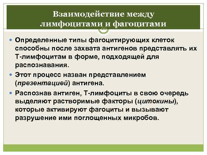    Взаимодействие между   лимфоцитами и фагоцитами    60