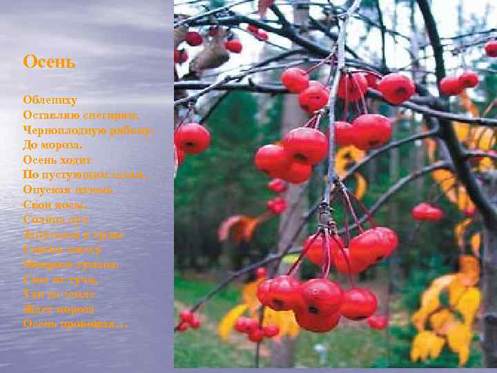 Осень Облепиху Оставляю снегирям, Черноплодную рябину. До мороза. Осень ходит По пустующим садам, Опуская