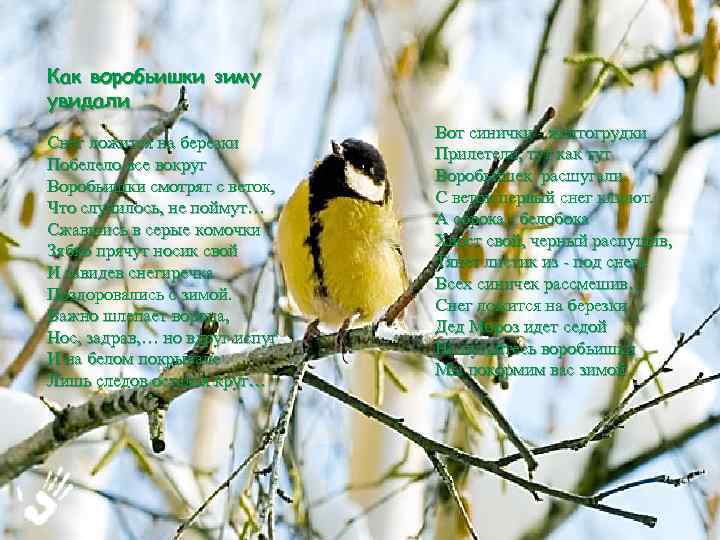 Как воробьишки зиму увидали Снег ложится на березки Побелело все вокруг Воробьишки смотрят с