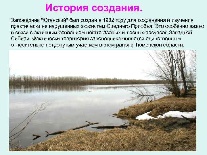 История создания. Заповедник "Юганский" был создан в 1982 году для сохранения и изучения практически