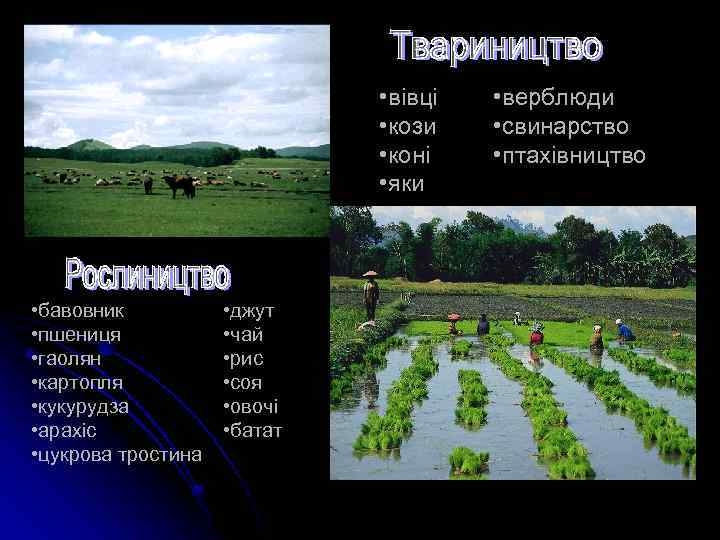  • вівці • кози • коні • яки • бавовник • пшениця •