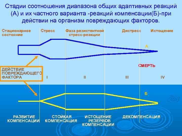 Стадии соотношения диапазона общих адаптивных реакций (А) и их частного варианта -реакций компенсации(Б)-при действии
