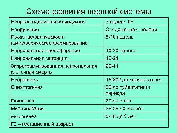 Схема развития нервной системы Нейроэктодермальная индукция 3 неделя ГВ Нейруляция С 3 до конца