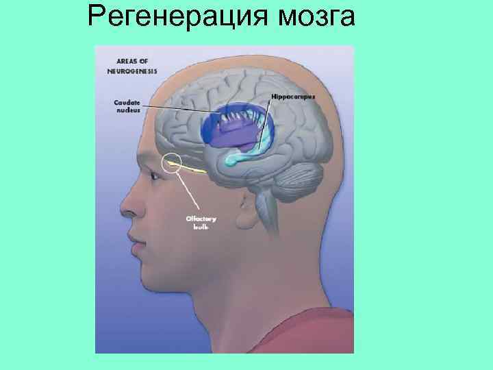 Регенерация мозга 