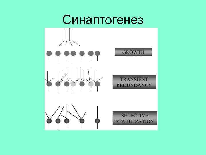 Синаптогенез 