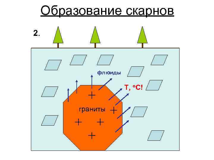 Образование скарнов 2. флюиды T, o. C! граниты 