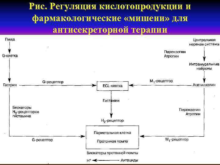 Рис. Регуляция кислотопродукции и фармакологические «мишени» для антисекреторной терапии 
