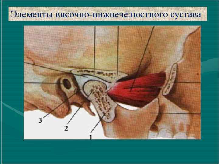 Элементы височно-нижнечелюстного сустава 