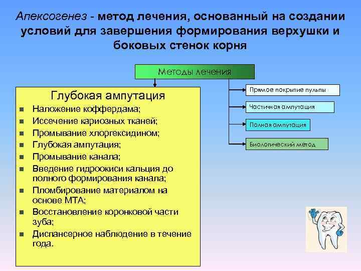 Апексогенез и апексификация