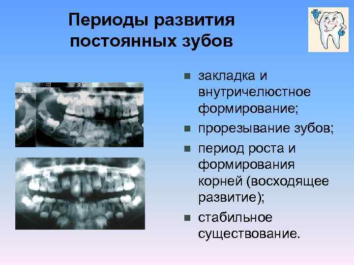 Рентгенологическая картина зубов и их зачатков на различных этапах формирования