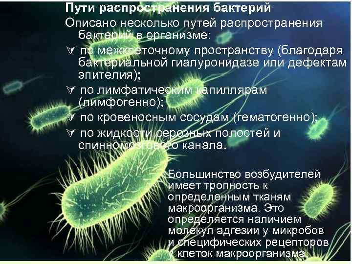 Пути распространения бактерий Описано несколько путей распространения бактерий в организме: по межклеточному пространству (благодаря