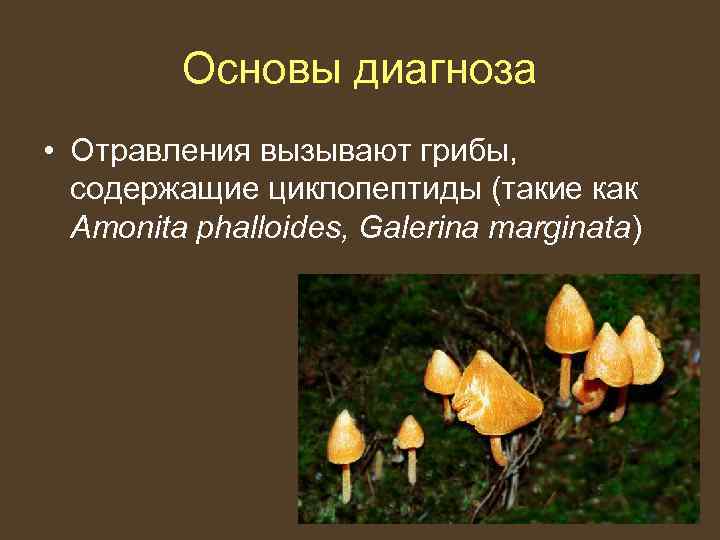    Основы диагноза • Отравления вызывают грибы,  содержащие циклопептиды (такие как