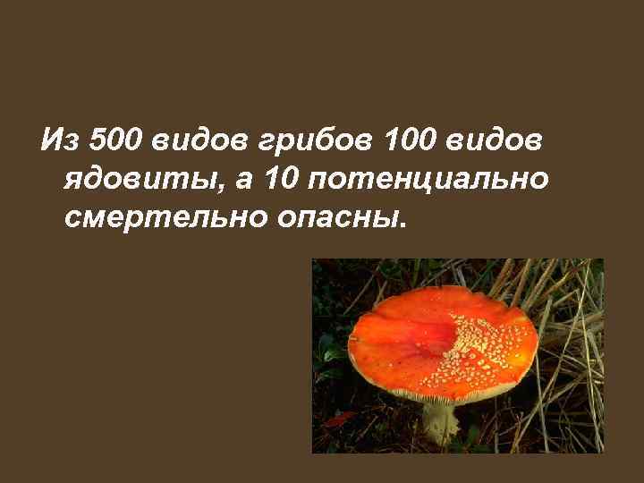 Из 500 видов грибов 100 видов ядовиты, а 10 потенциально смертельно опасны. 