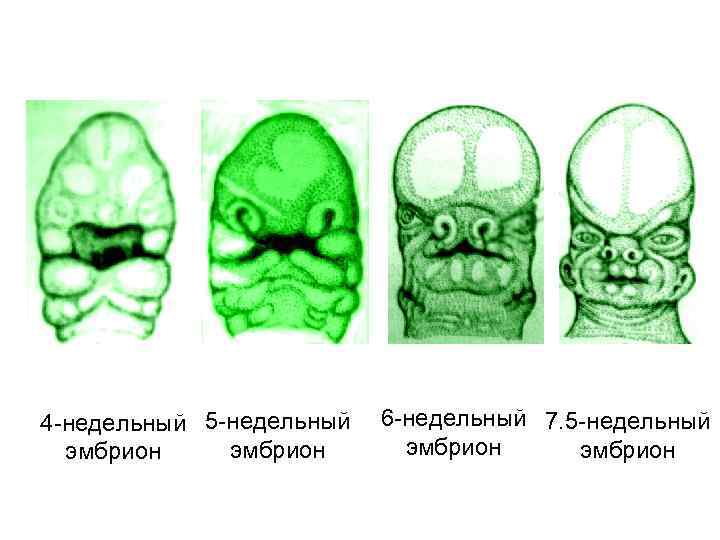 4 -недельный 5 -недельный эмбрион 6 -недельный 7. 5 -недельный эмбрион 
