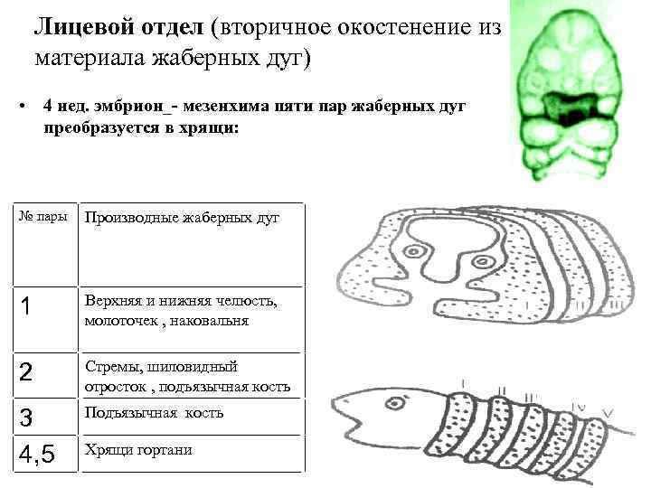 Лицевой отдел (вторичное окостенение из материала жаберных дуг) • 4 нед. эмбрион_- мезенхима пяти