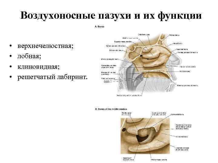 Воздухоносные пазухи и их функции • • верхнечелюстная; лобная; клиновидная; решетчатый лабиринт. 