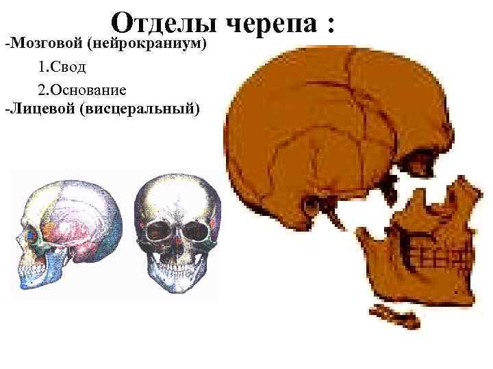 Отделы черепа : -Мозговой (нейрокраниум) 1. Свод 2. Основание -Лицевой (висцеральный) 