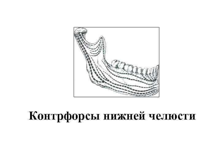 Контрфорсы нижней челюсти 
