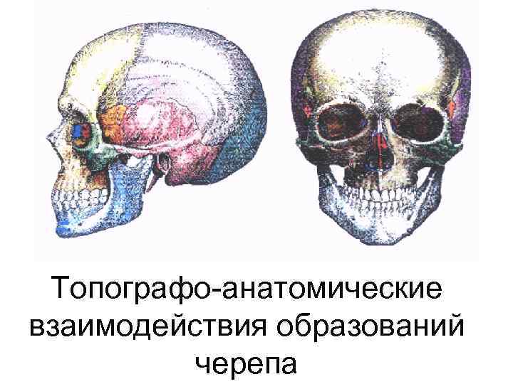Топографо-анатомические взаимодействия образований черепа 