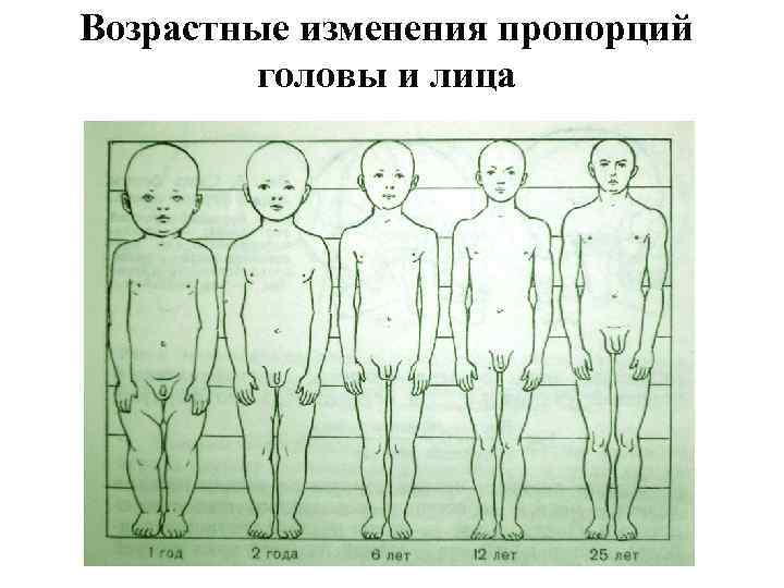 Возрастные изменения пропорций головы и лица 