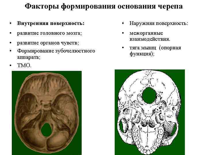 Факторы формирования основания черепа • Внутренняя поверхность: • Наружняя поверхность: • развитие головного мозга;