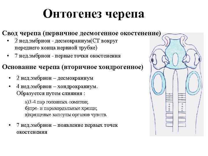 Онтогенез черепа Свод черепа (первичное десмогенное окостенение) • 2 нед. эмбрион - десмокраниум(СТ вокруг