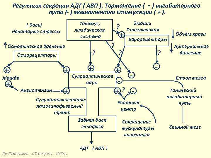 Регуляция секреции АДГ ( АВП ). Торможение ( - ) ингибиторного пути (- )