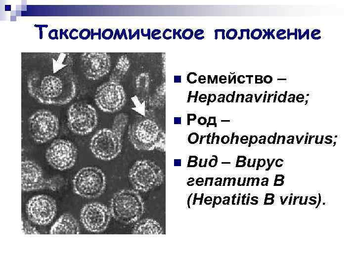 Таксономическое положение Семейство – Hepadnaviridae; n Род – Orthohepadnavirus; n Вид – Вирус гепатита