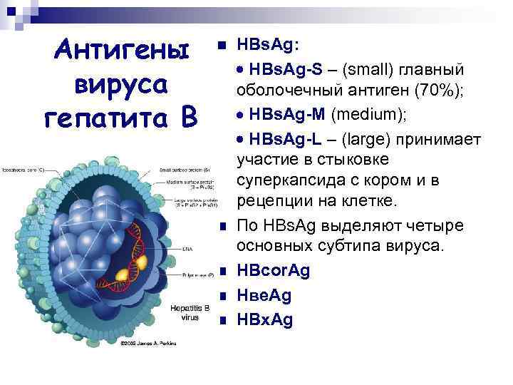 Антигены вируса гепатита В n n n HВs. Ag: HВs. Ag-S – (small) главный