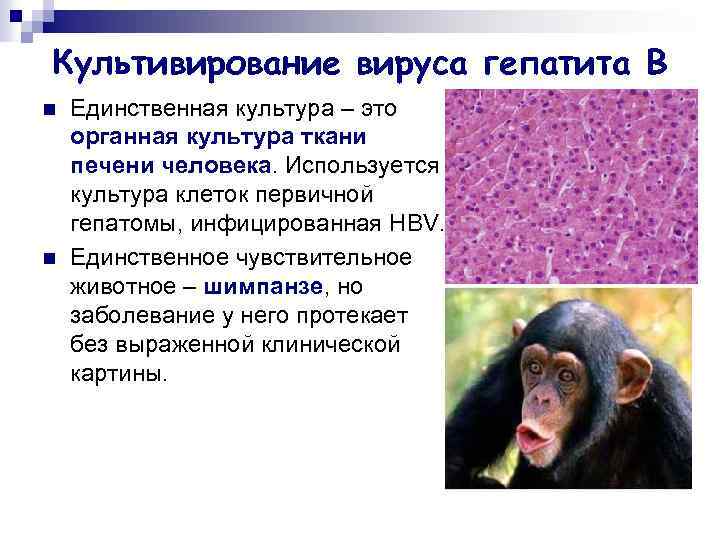 Культивирование вируса гепатита В n n Единственная культура – это органная культура ткани печени