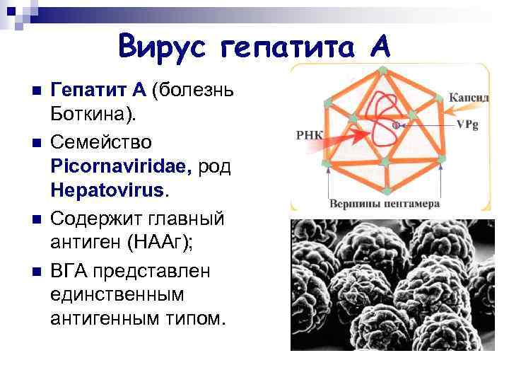 Вирус гепатита А n n Гепатит А (болезнь Боткина). Семейство Picornaviridae, род Hepatovirus. Содержит