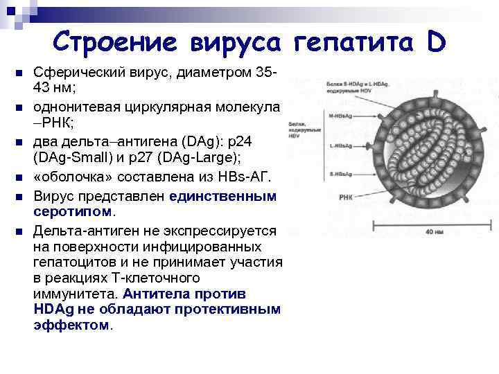 Строение вируса гепатита D n n n Сферический вирус, диаметром 3543 нм; однонитевая циркулярная