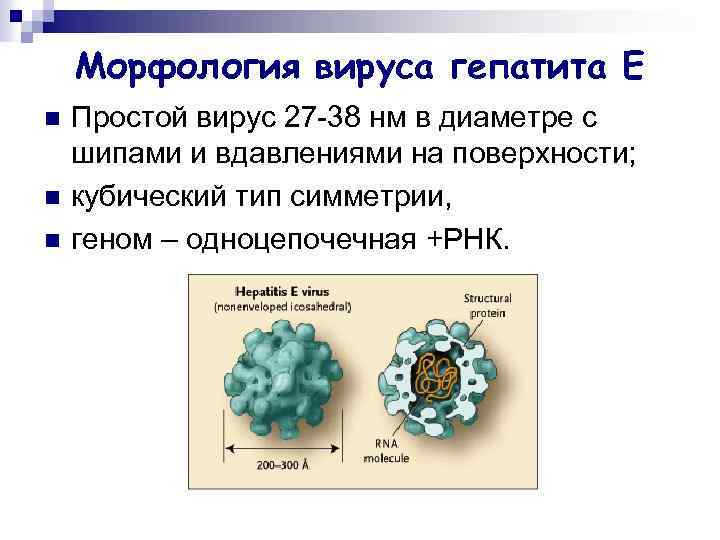 Морфология вируса гепатита Е n n n Простой вирус 27 -38 нм в диаметре